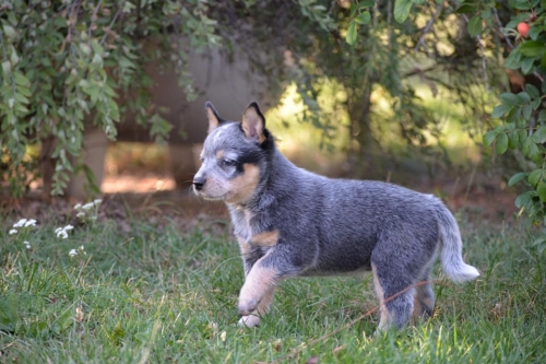 HOLY - female - 7 weeks old